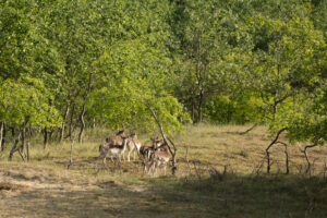 077-2014-05-04 Amsterdamse waterleidingduinen Les 6