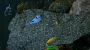 077-2015-01-17 Aquarium