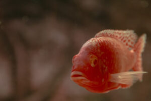 078-2014-12-18 Aquaria Hans Eijken