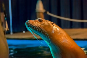 078-2015-12-12 Yill in dierenpark Rhenen
