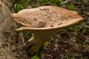 079-2014-05-04 Amsterdamse waterleidingduinen Les 6