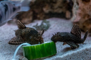 079-2014-12-18 Aquaria Hans Eijken