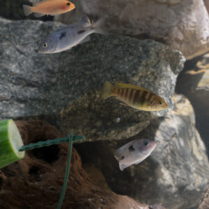079-2015-01-17 Aquarium