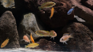 081-2015-01-17 Aquarium