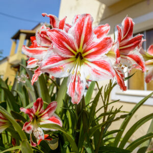 083-2015-05-13 Vakantie Corfu