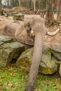 083-2015-12-12 Yill in dierenpark Rhenen