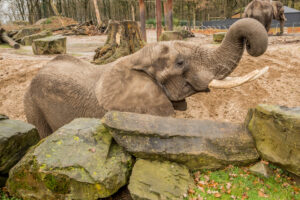 084-2015-12-12 Yill in dierenpark Rhenen