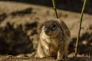 088-2015-02-08 Dierentuin Blijdorp