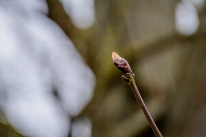 089-2015-03-15 Westerpark Zoetermeer