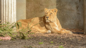 091-2015-02-08 Dierentuin Blijdorp