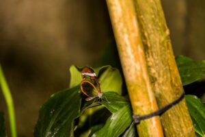 091-2015-11-28 Weerribben en Orchideenhoeve