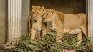 092-2015-02-08 Dierentuin Blijdorp