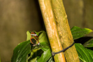 092-2015-11-28 Weerribben en Orchideenhoeve