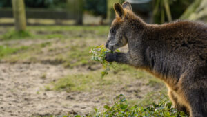 094-2015-02-08 Dierentuin Blijdorp