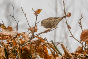 098-2015-12-12 Yill in dierenpark Rhenen