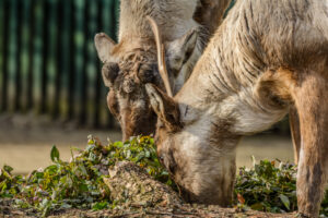 099-2015-02-08 Dierentuin Blijdorp