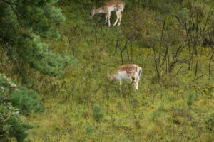 142-2014-08-24 Waterleidingduinen