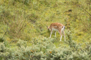141-2014-08-24 Waterleidingduinen