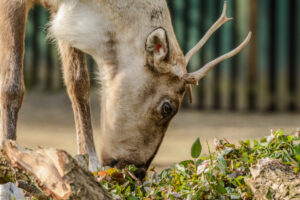 100-2015-02-08 Dierentuin Blijdorp