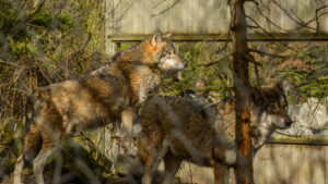 101-2015-02-08 Dierentuin Blijdorp