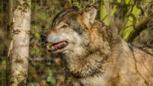 102-2015-02-08 Dierentuin Blijdorp