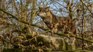 103-2015-02-08 Dierentuin Blijdorp
