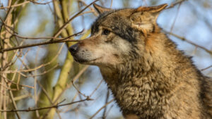 104-2015-02-08 Dierentuin Blijdorp