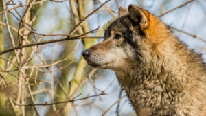 105-2015-02-08 Dierentuin Blijdorp