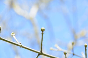 105-2015-04-05 Duinen