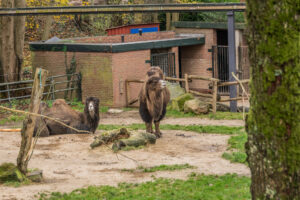 106-2015-12-12 Yill in dierenpark Rhenen