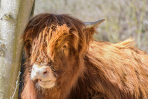 107-2015-04-05 Duinen