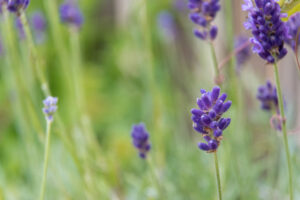 108-2014-06-12 Foto cursus les 8