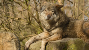 108-2015-02-08 Dierentuin Blijdorp
