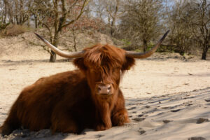 108-2015-04-05 Duinen