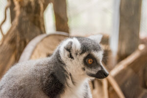 108-2015-12-12 Yill in dierenpark Rhenen