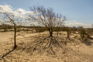 110-2015-04-05 Duinen