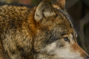 111-2015-02-08 Dierentuin Blijdorp