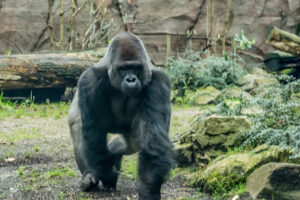 111-2015-12-12 Yill in dierenpark Rhenen