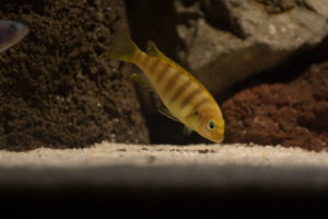 112-2015-01-28 Vissen