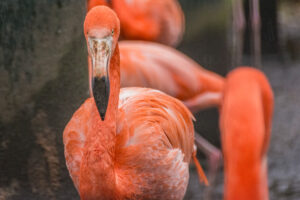 113-2015-12-12 Yill in dierenpark Rhenen