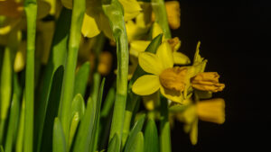 115-2015-03-08 Aquarium en bloemen