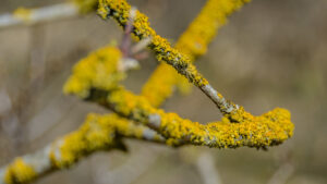 115-2015-04-05 Duinen