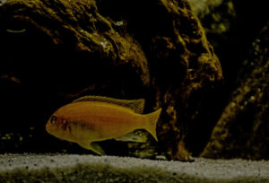117-2015-03-08 Aquarium en bloemen