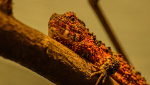 118-2015-02-08 Dierentuin Blijdorp