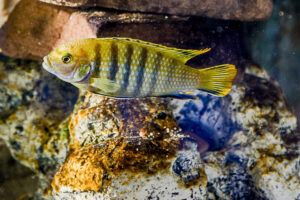 119-2015-04-07 Aquarium