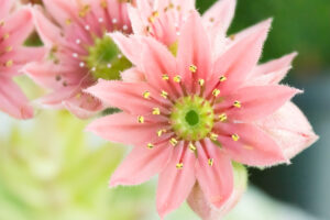 120-2014-06-19 Macro foto