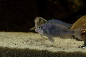 120-2015-03-09 Aquarium