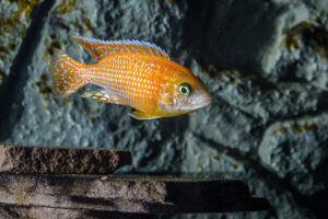120-2015-04-07 Aquarium