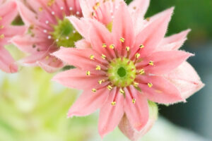 121-2014-06-19 Macro foto