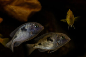 121-2015-03-09 Aquarium